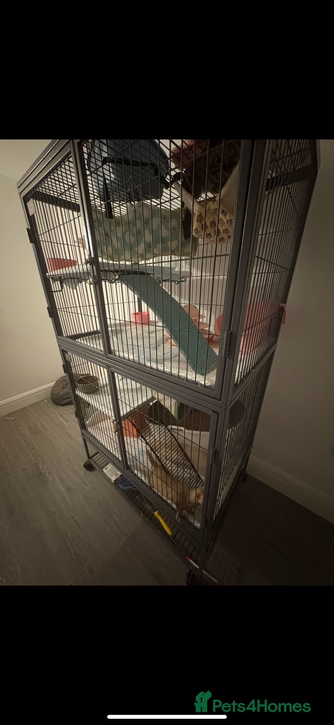 Ferret rodents for sale: 2 Ferret Jills 4 months old  - Advert 5