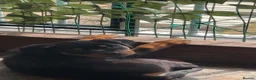 Rottweiler dogs for sale: READY TO GO! Rottweiler puppies  - Advert 2