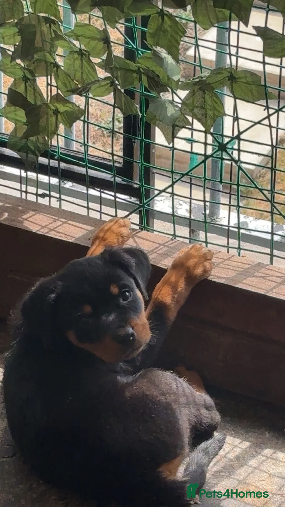 Rottweiler dogs for sale: READY TO GO! Rottweiler puppies  - Advert 2