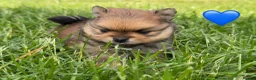 Pomeranian dogs for sale: Orange sable teddy bear type Pomeranians  - Advert 4