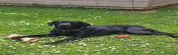 Labrador Retriever dogs for stud: Diesel in Louth - Advert 3