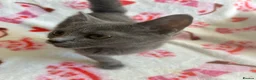 British Shorthair cats for sale: Beautiful British short hair x Russian blue  in Croydon - Advert 14