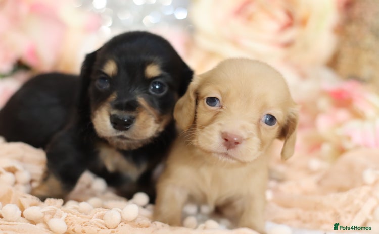 Miniature Dachshund dogs - Advert 3