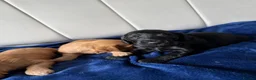 Cockapoo dogs for sale: Stunning Cockapoo Puppies DNA Tested  - Advert 9