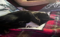 Domestic Shorthair cats for sale: Tod for adoption  - Image 6