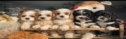 Cavapoo dogs for sale: F1 cavapoos fully genetic tested 5* breeder  - Advert 1