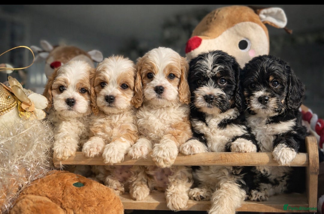 Cavapoo dogs for sale: F1 cavapoos fully genetic tested 5* breeder  - Advert 1