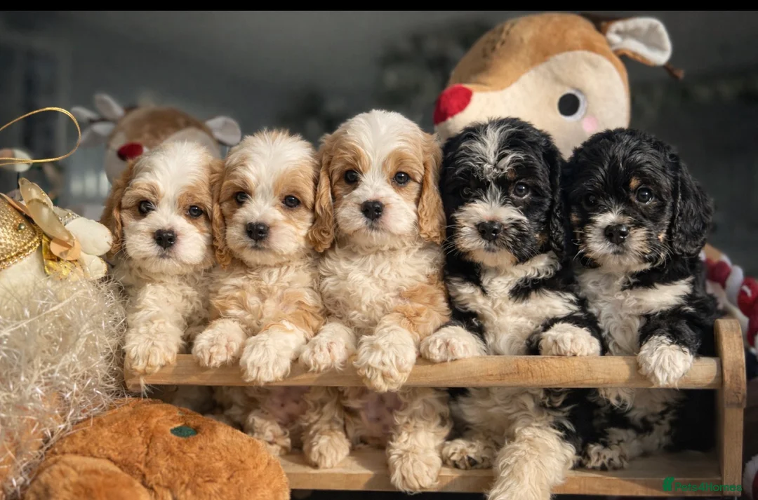 Cavapoo dogs for sale: F1 cavapoos fully genetic tested 5* breeder  - Advert 1