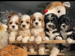 Cavapoo dogs F1 cavapoos fully genetic tested 5* breeder - Advert 11