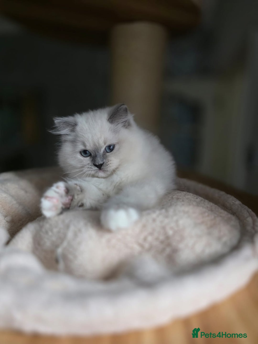 Ragdoll cats for sale: 🩷Amazing European Grand Champion lines🏆🥇 TICA💙 - Advert 14