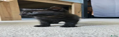 Mixed Breed Kitten 1