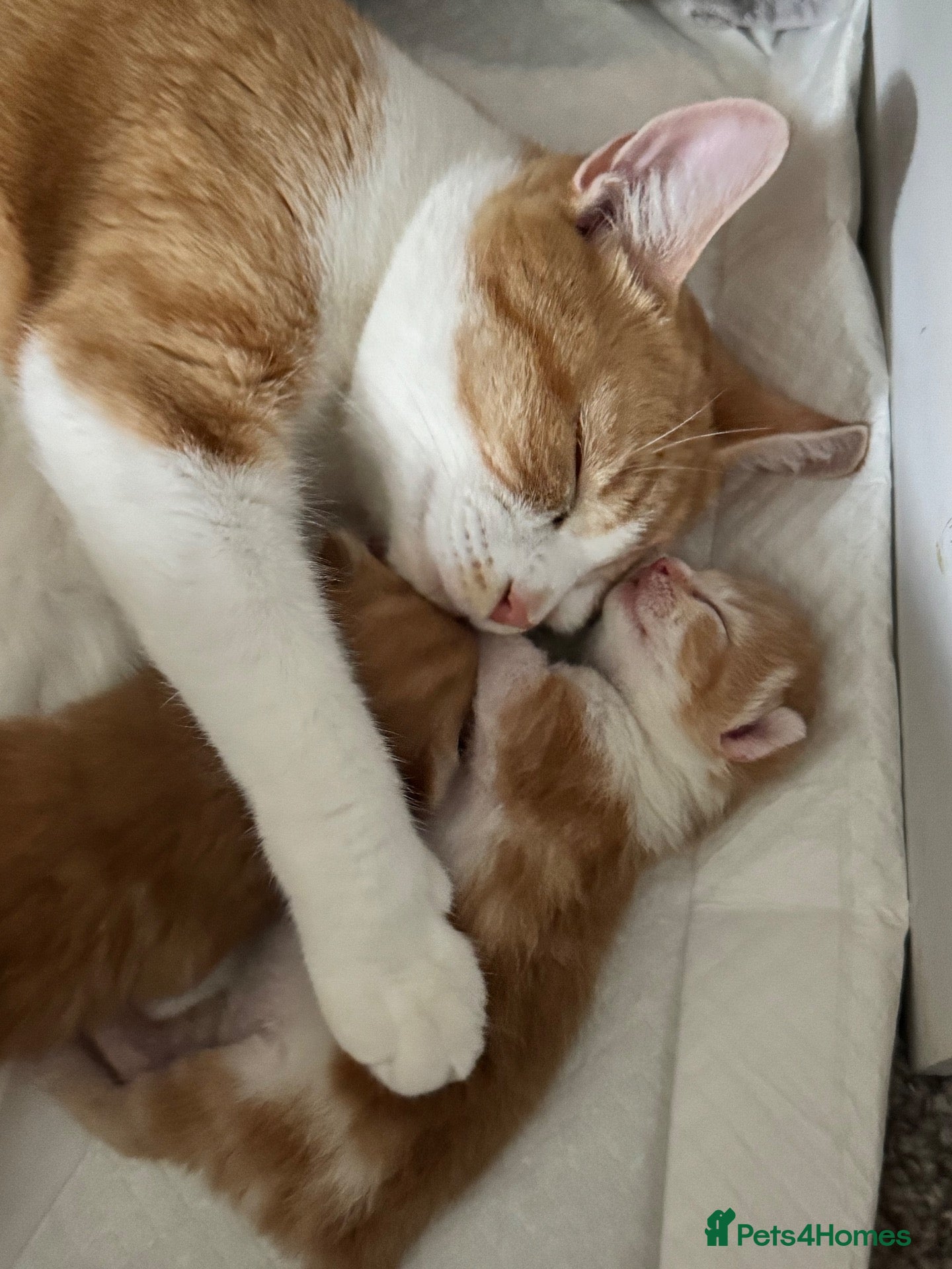 Mixed Breed cats Gorgeous ginger kittens  - Advert 1