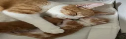 Mixed Breed cats for sale: Gorgeous ginger kittens  - Advert 1