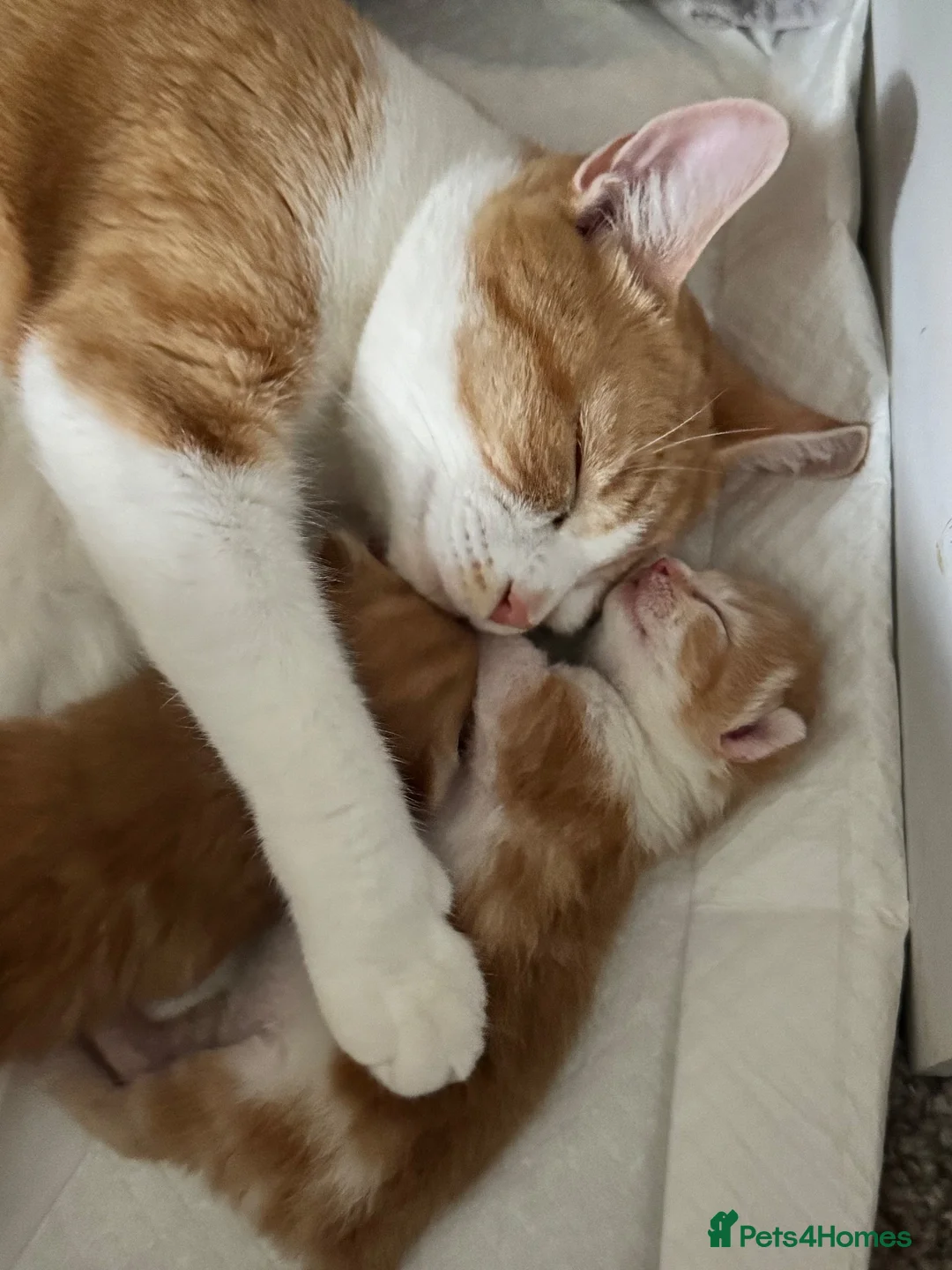 Mixed Breed cats for sale: Gorgeous ginger kittens  - Advert 1