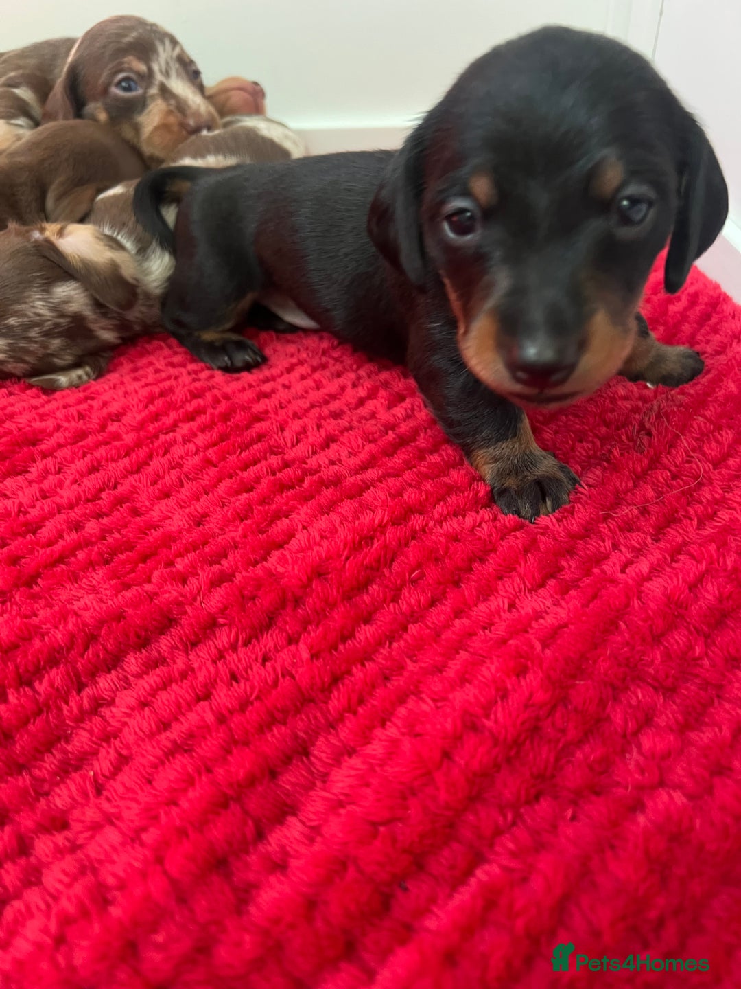 Dachshund dogs for sale: Beautiful daschund’s for sale  - Advert 20