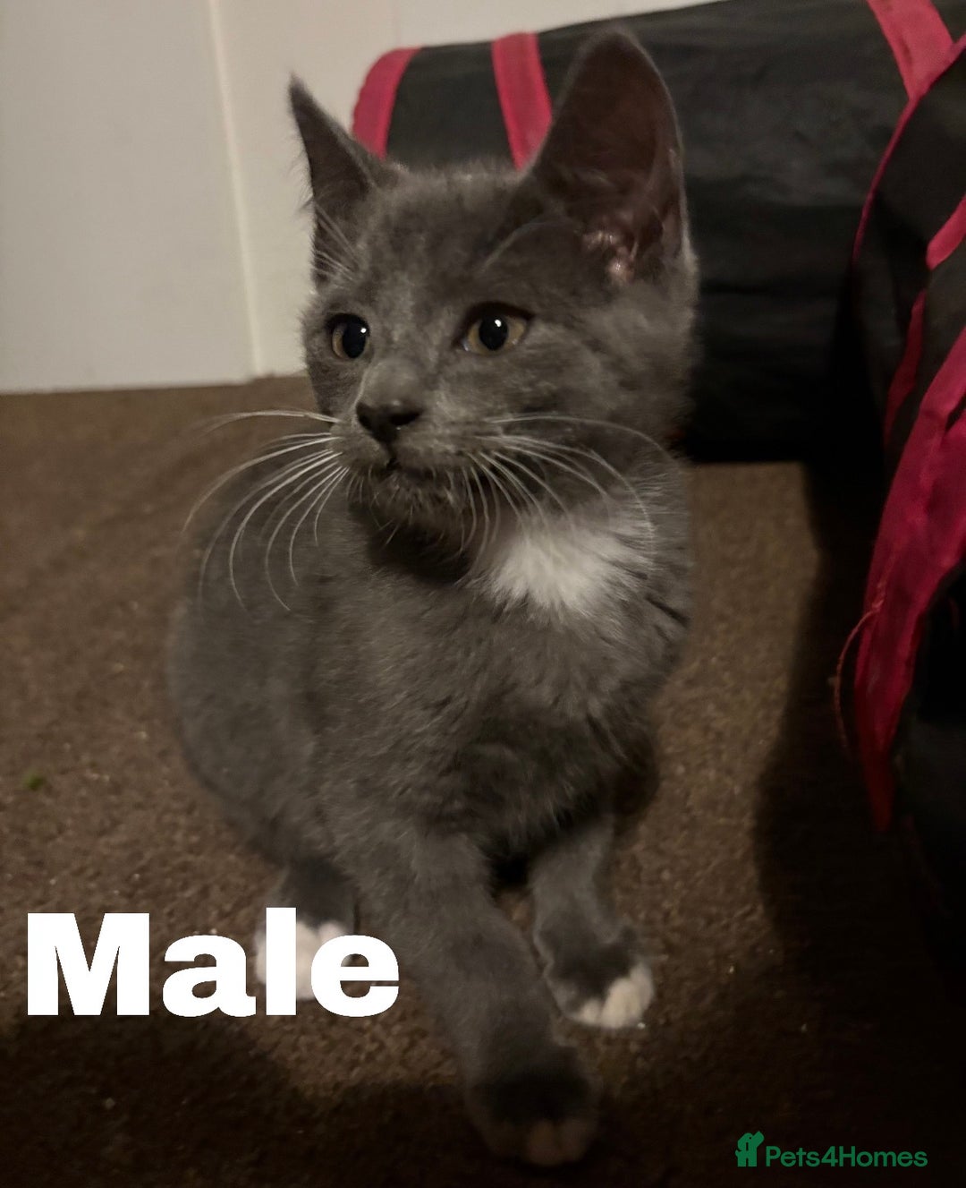 Mixed Breed cats for sale: Sphynx Varient Kittens - Advert 11