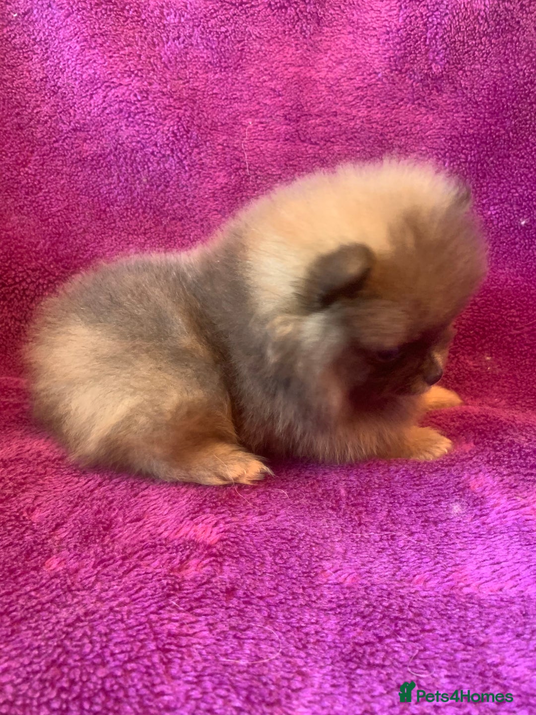 Pomeranian dogs for sale: Rainbow Litter with TAN POINTS - Image 11