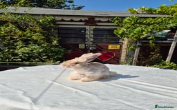 Angora rabbits for sale: Gorgeous Pedigree Full Faced Angora  - Image 5
