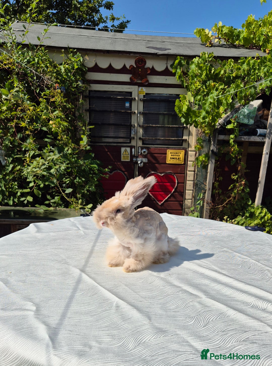 Angora rabbits for sale: Gorgeous Pedigree Full Faced Angora  - Image 5