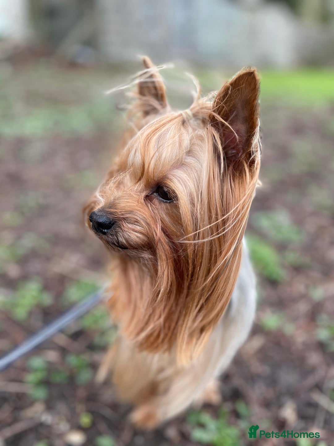 Yorkshire Terrier dogs for stud: Experienced STUD,KC REG Yorkshire Terrier  in Caterham - Advert 1