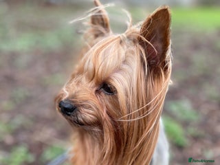 Yorkshire Terrier dogs in Caterham - Advert 4