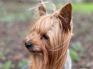 Yorkshire Terrier dogs Experienced STUD,KC REG Yorkshire Terrier in Caterham - Advert 4