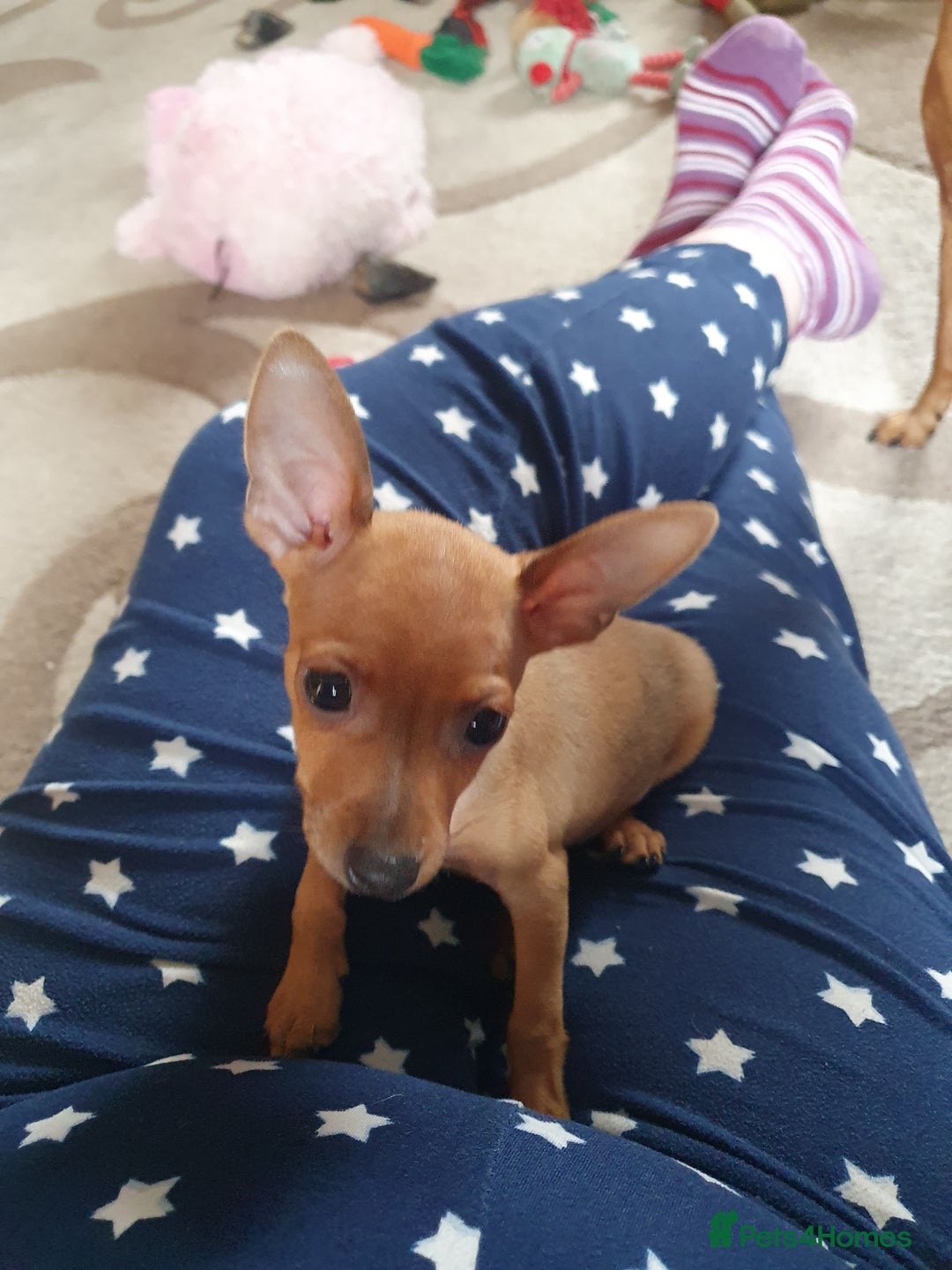 Miniature Pinscher dogs for sale: Miniature Pinscher Last boy pup show potential  - Image 5