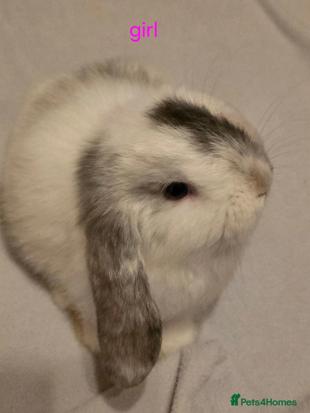 Mini Lop rabbits for sale: Mini lop babies ready now - Advert 7