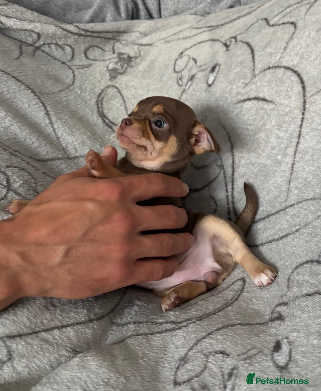 Chihuahua dogs for sale: Smooth Chihuahua puppies  - Image 10
