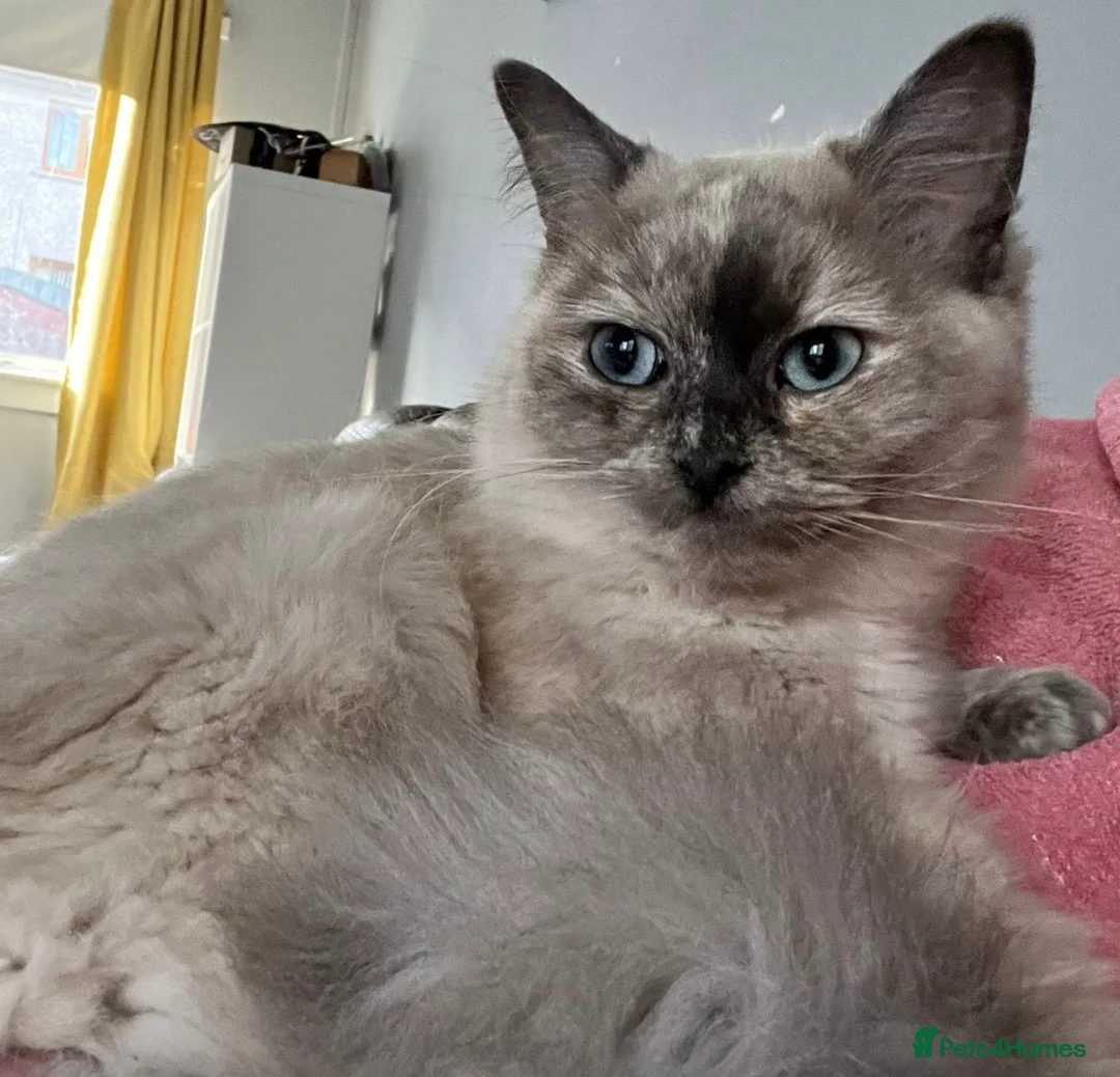Ragdoll cats for sale: Cherubim ragdolls full pedigree - Advert 2