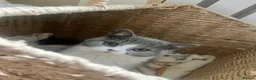 British Shorthair cats for sale: GCCF British Shorthair Blue Bicolour Ready Now - Advert 14
