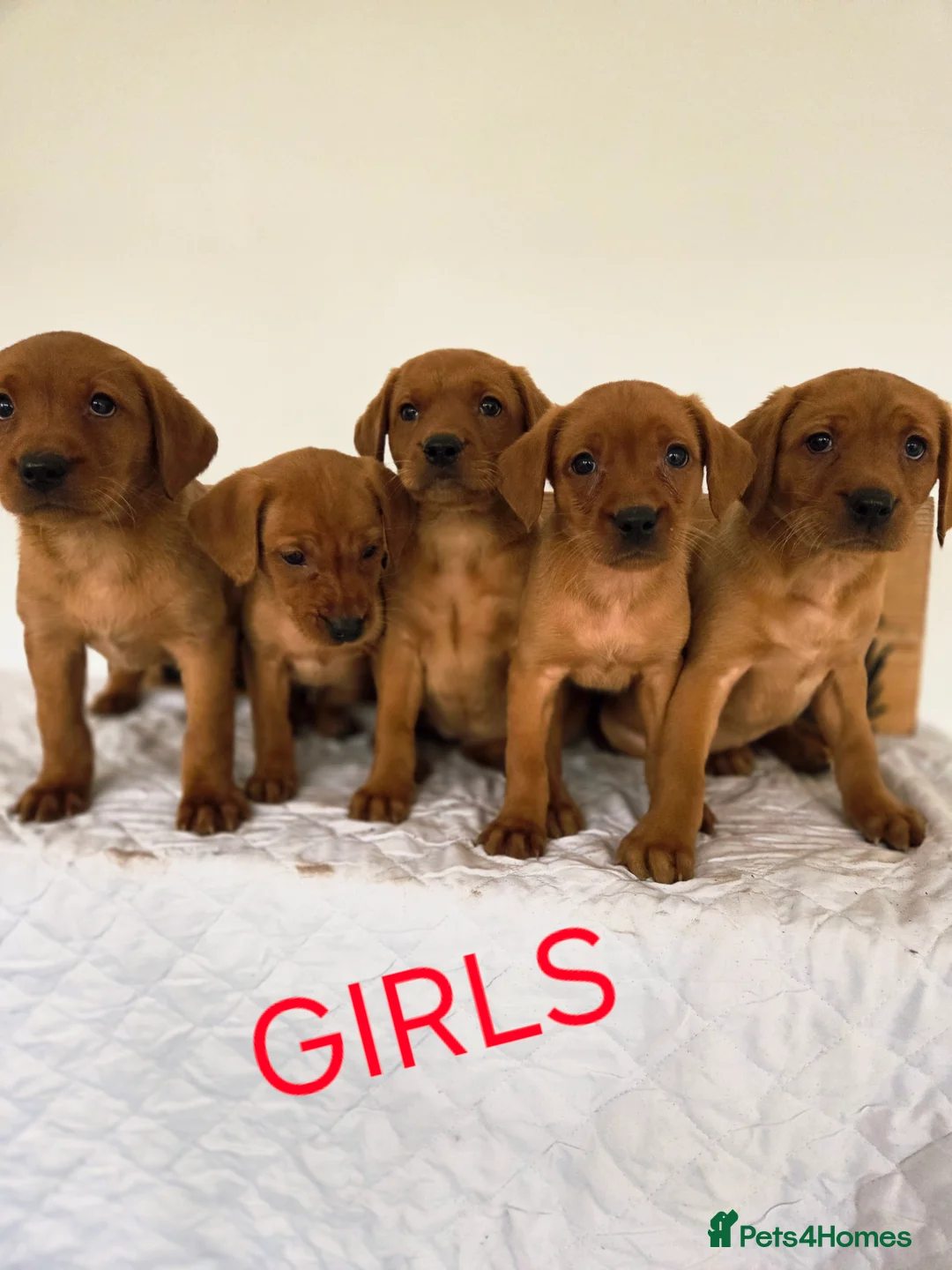 Labrador Retriever dogs for sale: Propa Fox Red lab Pups available  - Advert 16