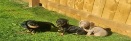 Dachshund dogs for sale: Minature Dachshund puppies 2 boys 1 girl  - Advert 1