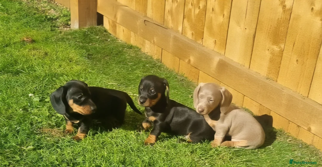 Dachshund dogs for sale: Minature Dachshund puppies 2 boys 1 girl  - Advert 1