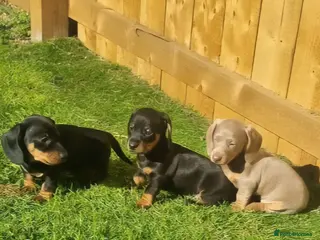 Dachshund dogs Dachshund puppies 2 boys 1 girl - Advert 17