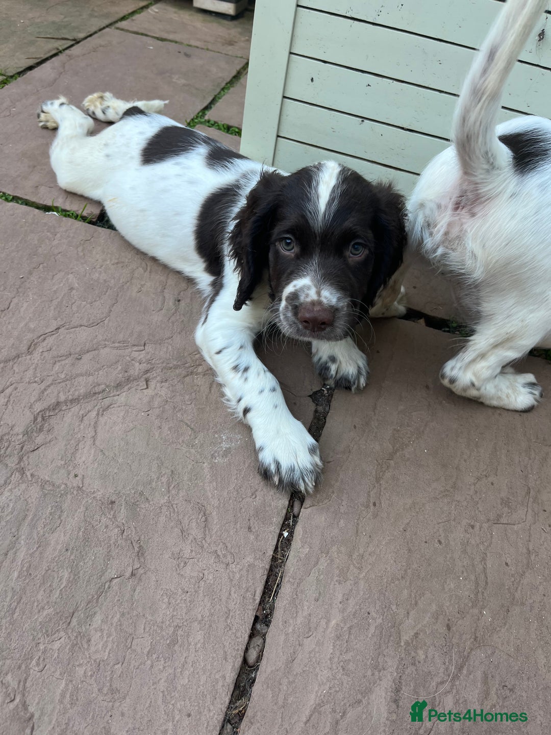 English Springer Spaniel dogs for sale: Superb DNA KC Champion Bred Working Springer Pups - Image 35