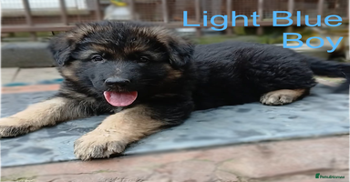 German Shepherd dogs - Advert 6