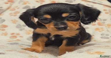 Mixed Breed dogs - Advert 12