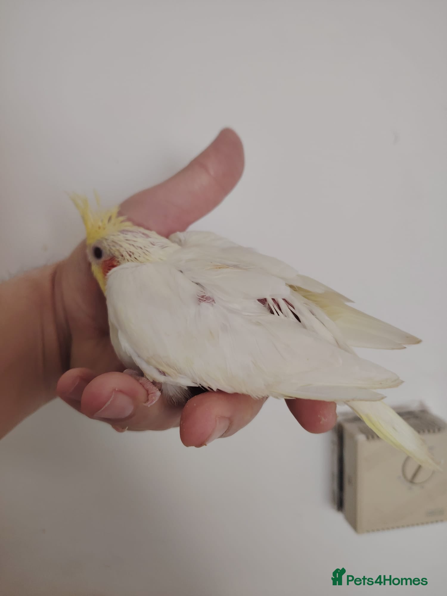 Cockatiels birds baby cockatiels - Advert 2