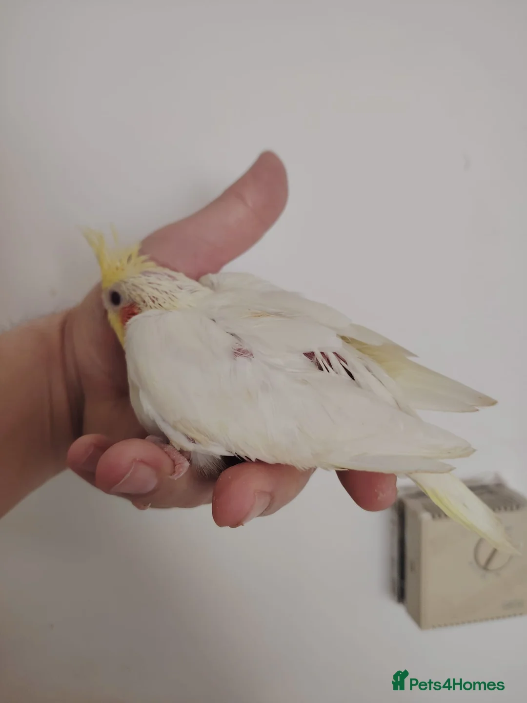 Cockatiels birds for sale: baby cockatiels - Advert 1