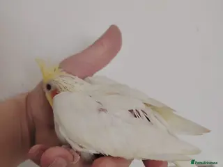 Cockatiels birds baby cockatiels - Advert 2
