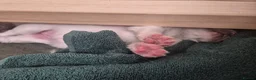 Samoyed dogs for sale: Fluffy Samoyed Puppies 🐾 - Advert 4