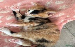 Domestic Shorthair cats for sale: 🐾Sorry….All REHOMED now 🥰 🐾 - Advert 36