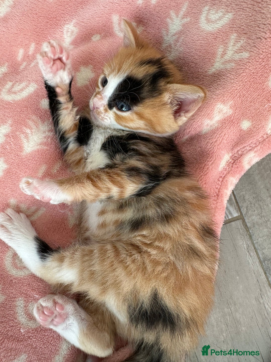 Domestic Shorthair cats for sale: 🐾Sorry….All REHOMED now 🥰 🐾 - Advert 36