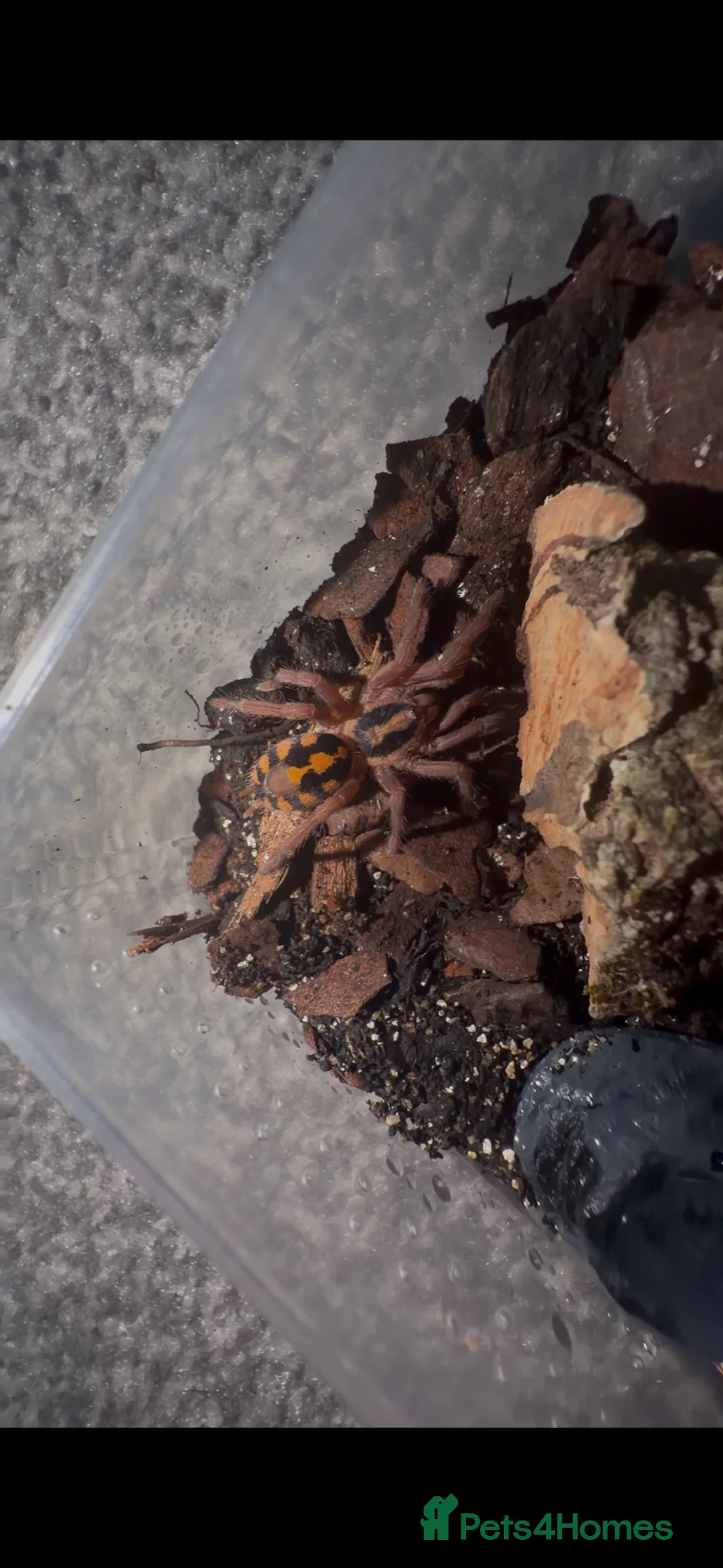 Tarantulas invertebrates for sale: Male pumpkin patch  - Advert 2