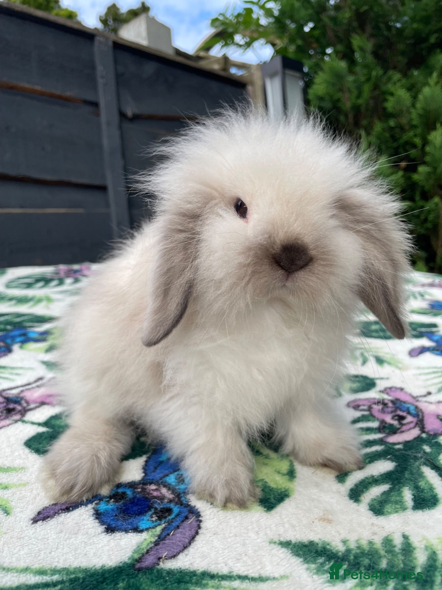 Mini Lion Lop rabbits Beautiful Mini Lion Lops - Ready to Reserve - Advert 17