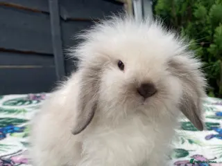 Mini Lion Lop rabbits Beautiful Mini Lion Lops - Ready to Reserve - Advert 17