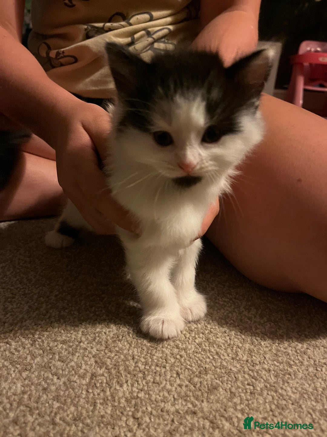 Mixed Breed cats for sale: Black and white Kittens - Image 3