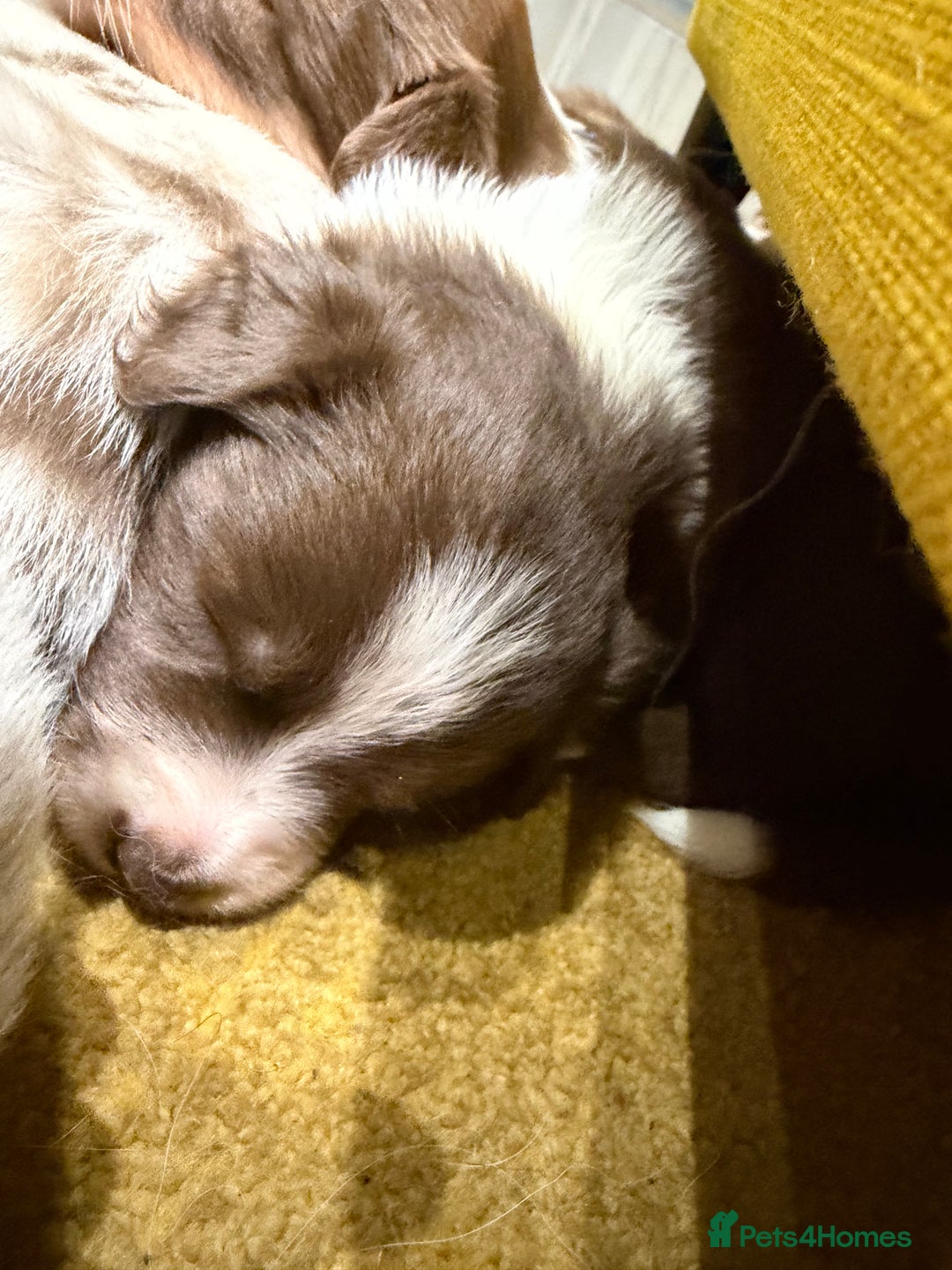 Border Collie dogs for sale: Red & white tri merle border collie puppies - Advert 8