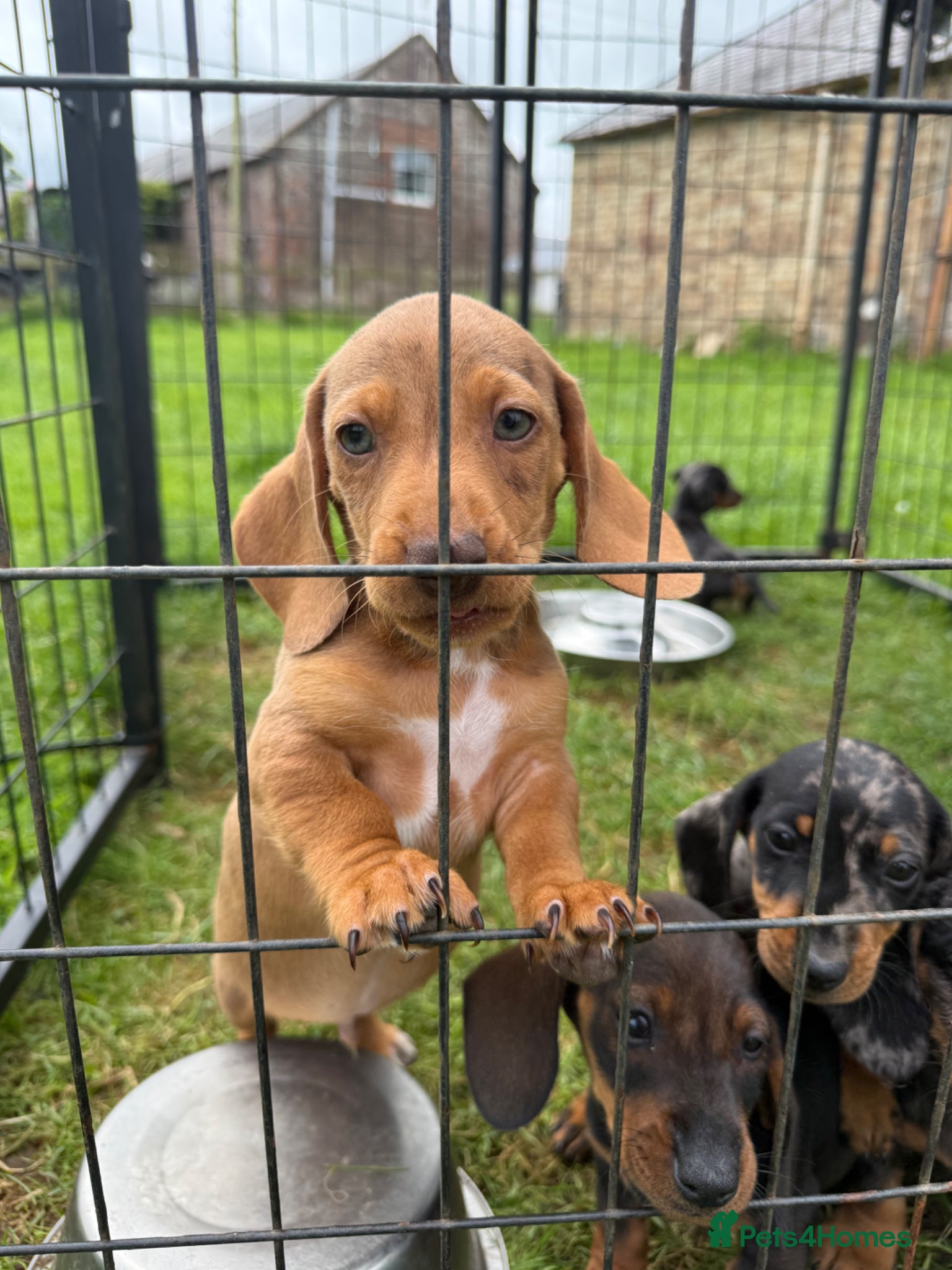 Dachshund dogs Available now - Dachshund Puppies  - Advert 1